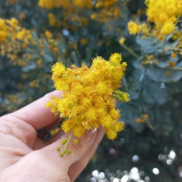 Acacia baileyana 花