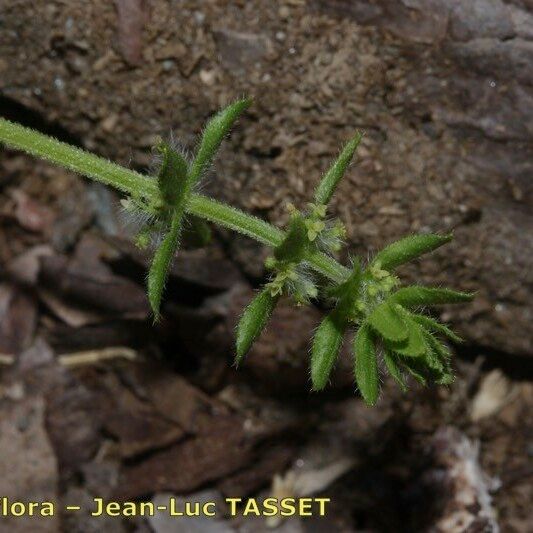 Cruciata pedemontana Fiore