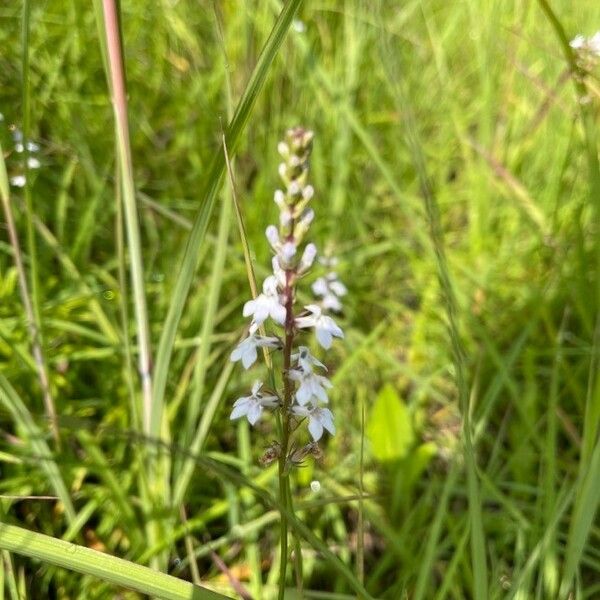 Lobelia spicata Flower