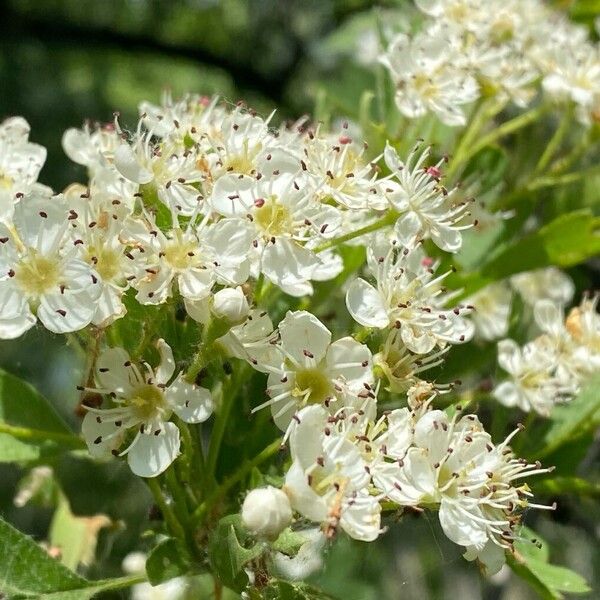 Crataegus rhipidophylla Kwiat