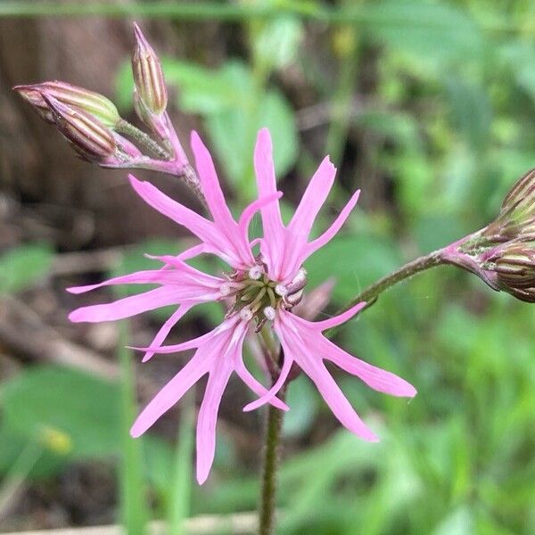 Silene flos-cuculi Blüte