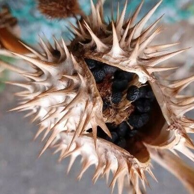 Datura stramonium Gyümölcs