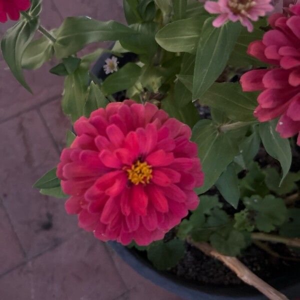 Zinnia peruviana Blüte