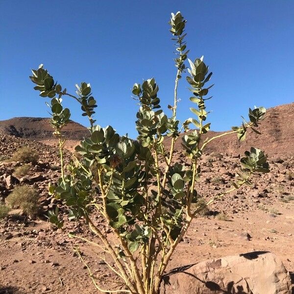 Calotropis procera Habit