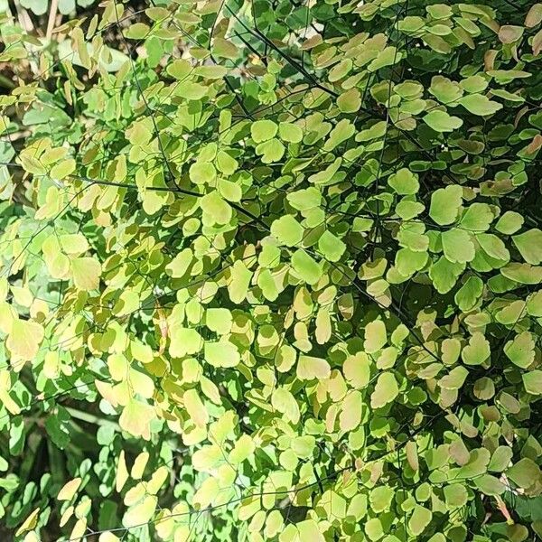 Adiantum raddianum ഇല