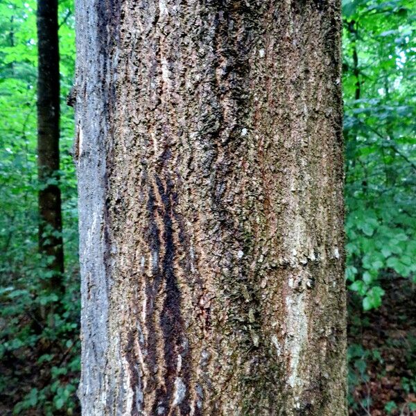 Acer saccharum Bark