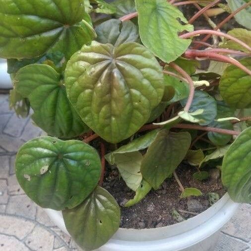 Peperomia caperata Folio