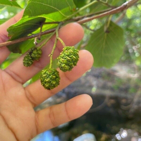 Alnus incana Фрукт