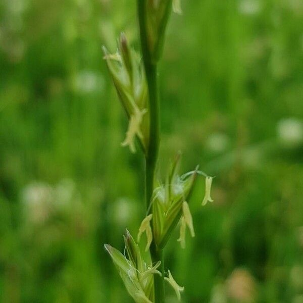 Lolium perenne Blomma