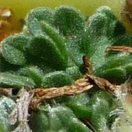 Geranium sessiliflorum Листок