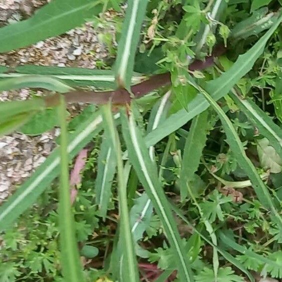 Lactuca saligna Leaf