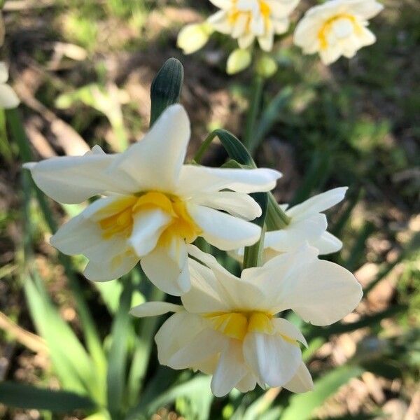 Narcissus tazetta Floare