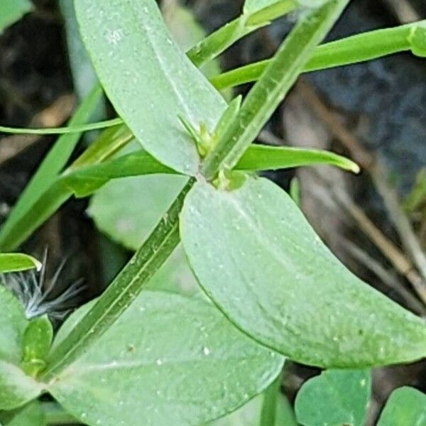 Centaurium pulchellum Лист