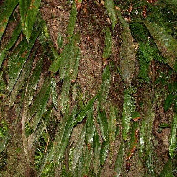 Oleandra articulata Bark