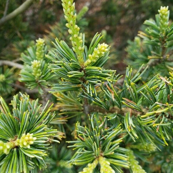 Pinus parviflora Folla