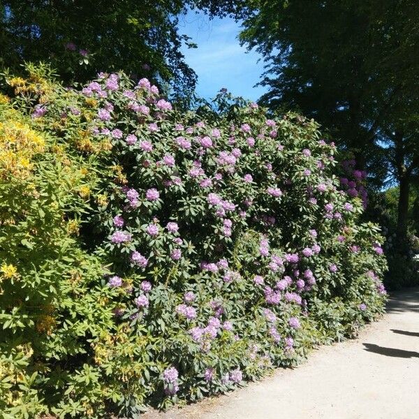 Rhododendron ponticum Blüte