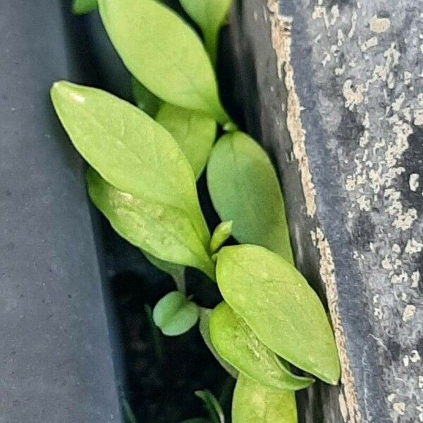 Lepidium sativum List