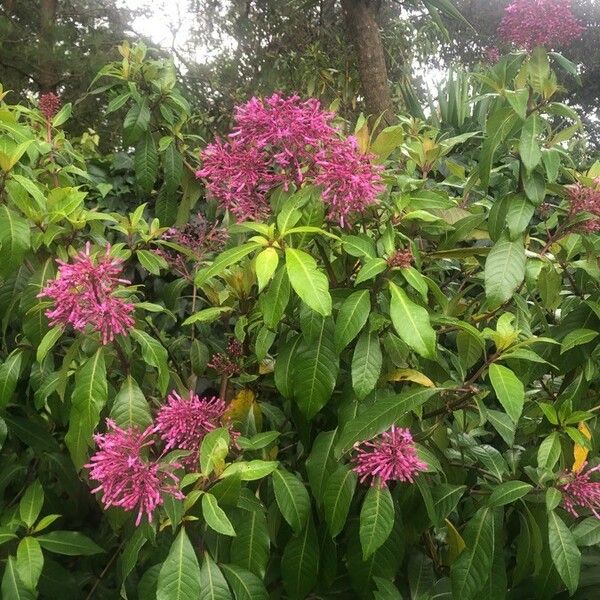 Fuchsia paniculata പുഷ്പം