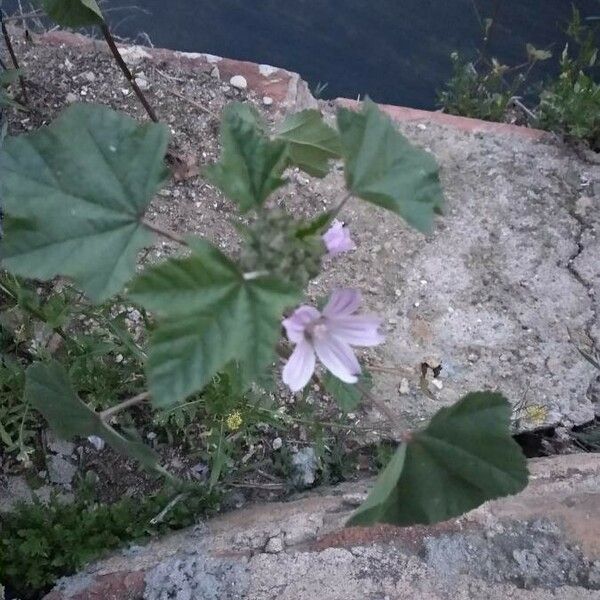 Malva multiflora Virág