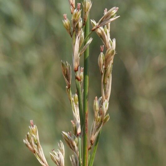 Juncus littoralis Frukt