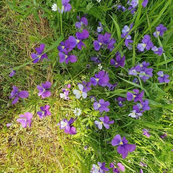 Viola lutea Kukka