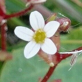 Saxifraga tridactylites Квітка