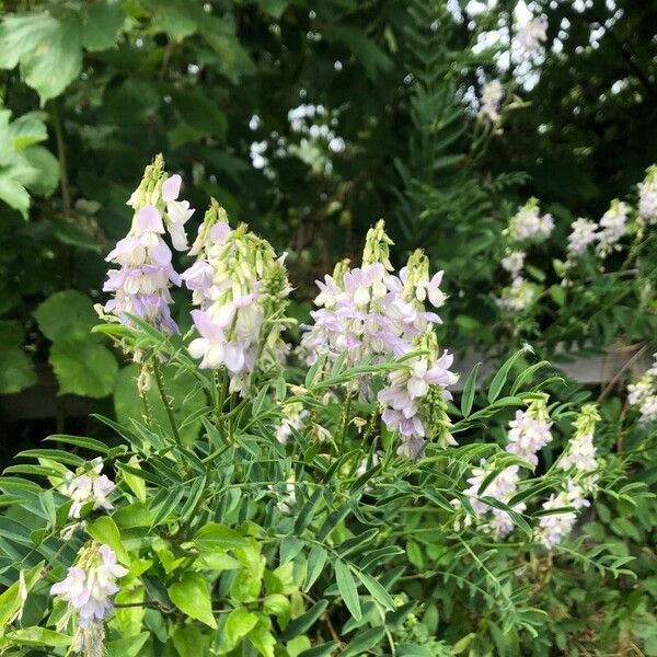 Galega officinalis Õis