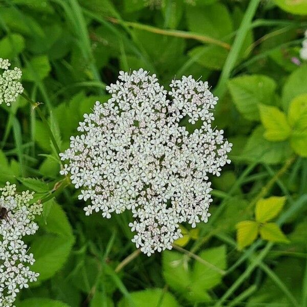 Aegopodium podagraria Blomma