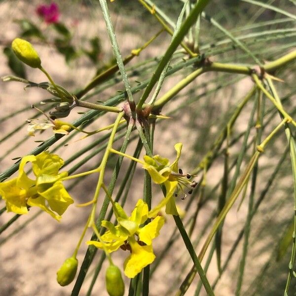 Parkinsonia aculeata Bark