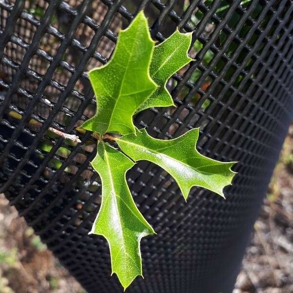 Quercus gravesii Blatt