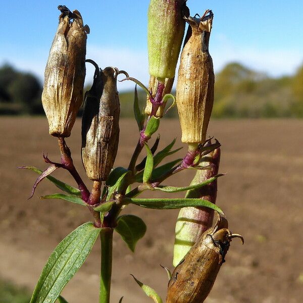 Saponaria officinalis Plod