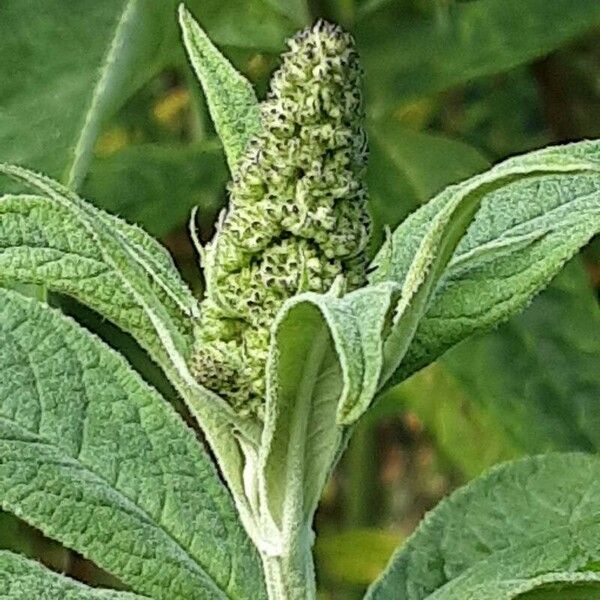 Buddleja globosa Bloem