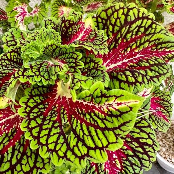 Coleus decurrens Leht