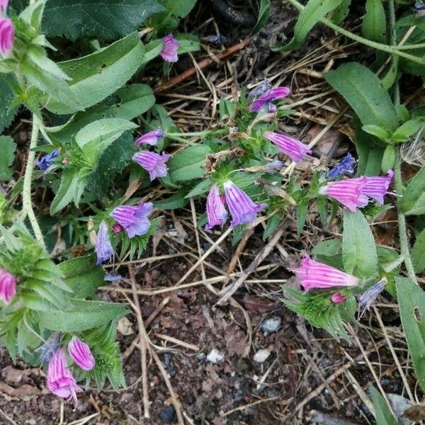 Echium rosulatum Цвят