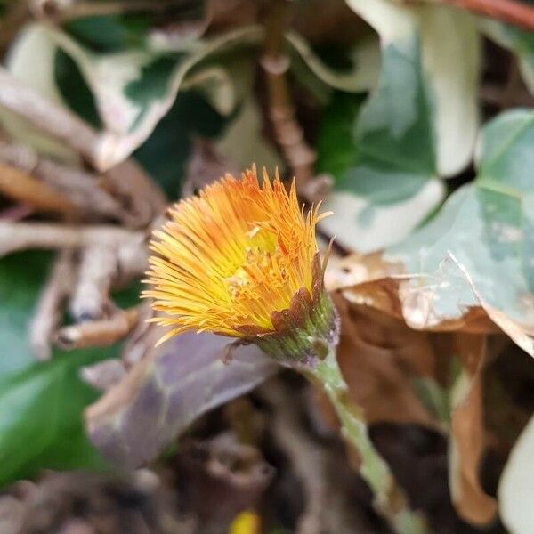 Tussilago farfara Flower