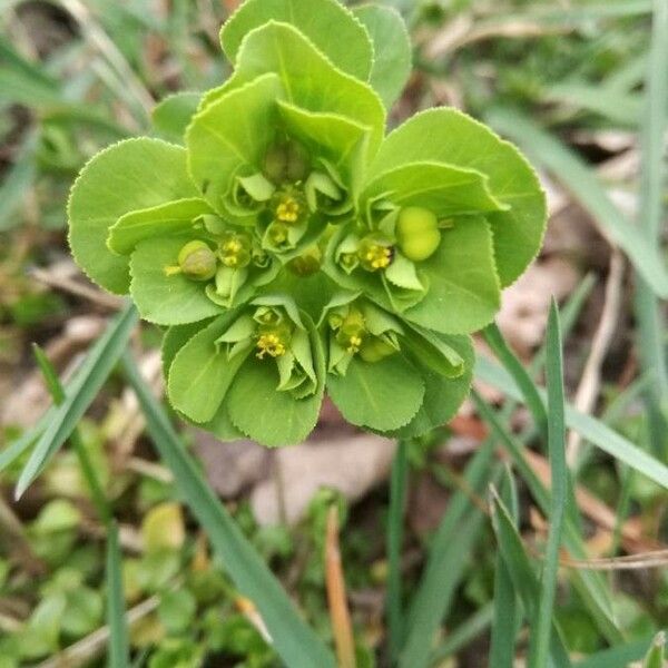 Euphorbia helioscopia Flower