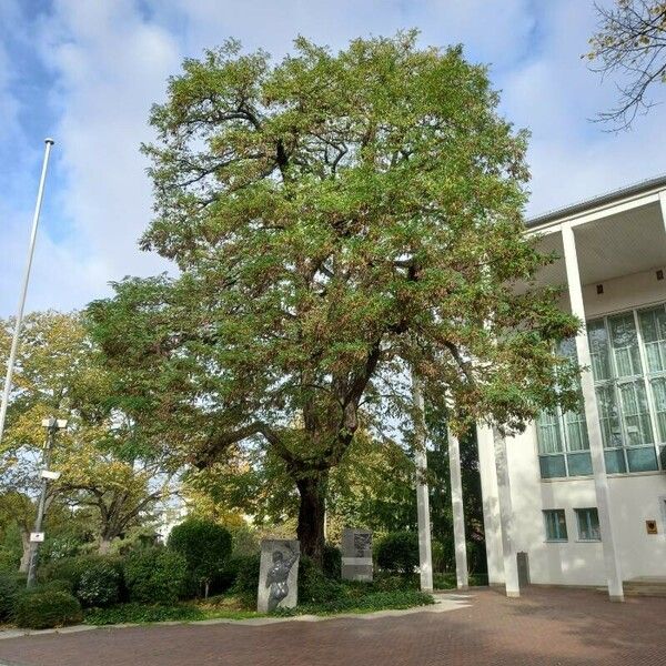 Robinia pseudoacacia Habit