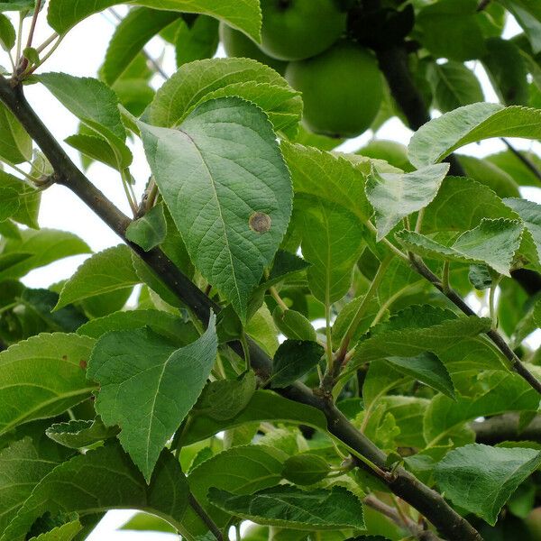 Malus domestica Leaf