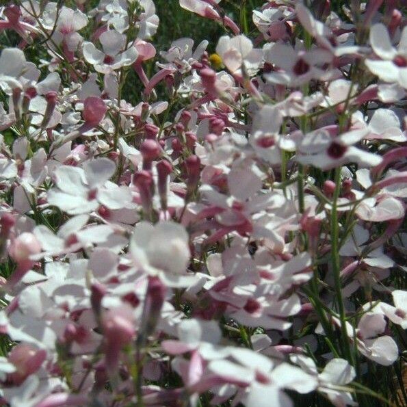 Penstemon ambiguus Flor