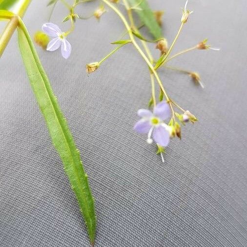 Veronica scutellata Flor