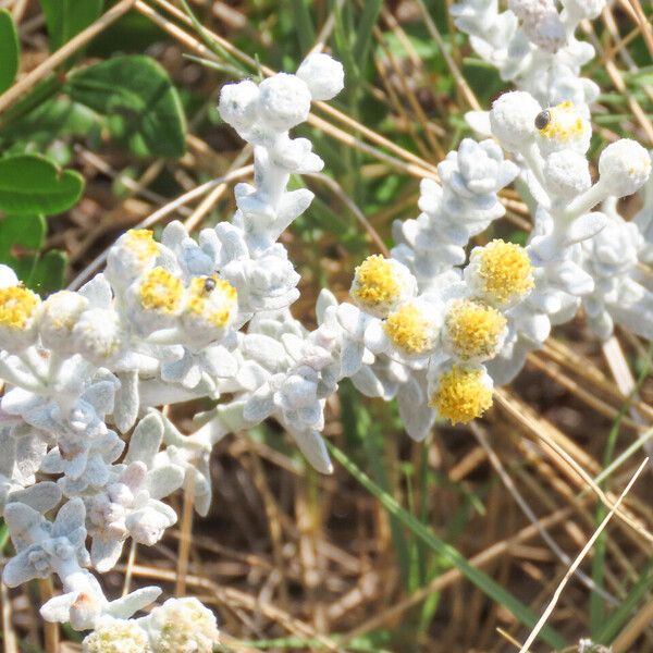 Achillea maritima Blodyn