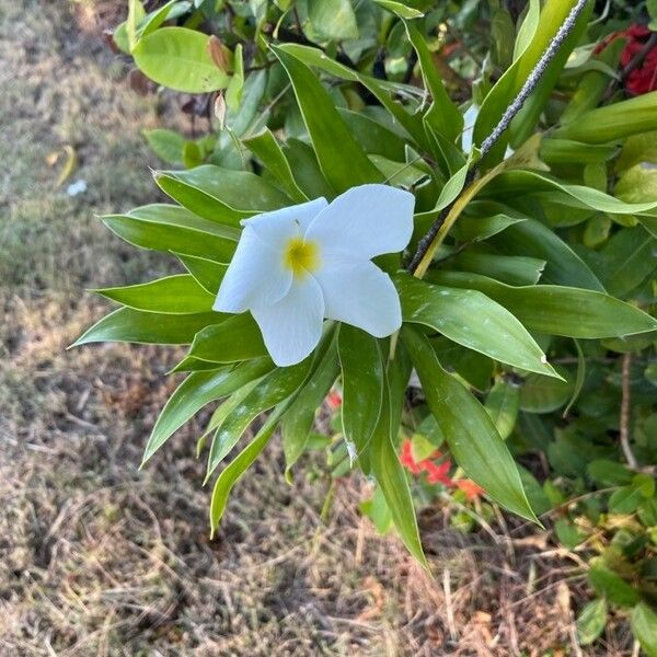 Cerbera manghas Flower