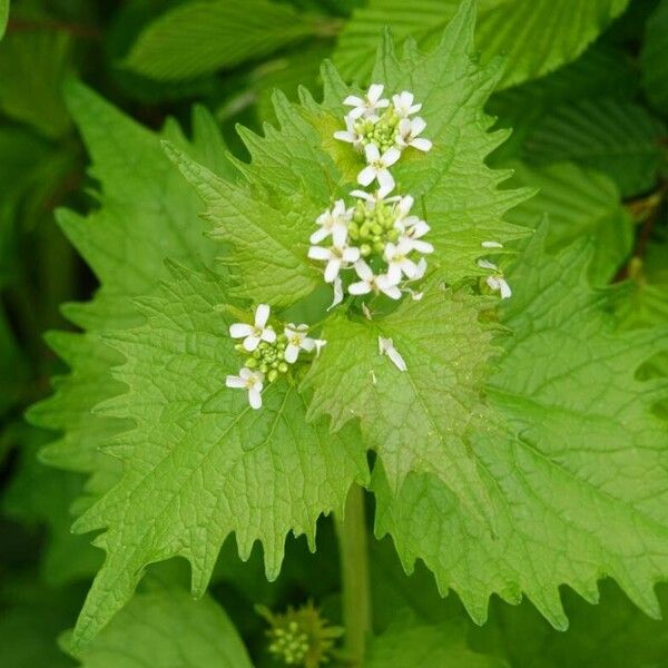 Alliaria petiolata Blüte