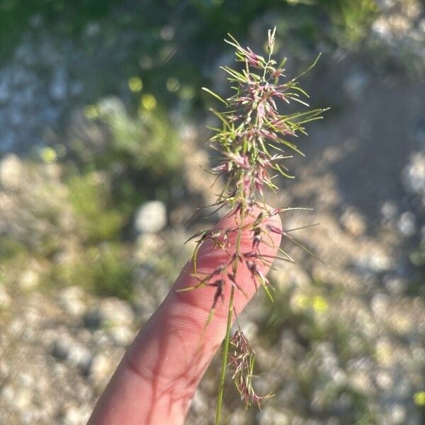 Poa bulbosa Цвят