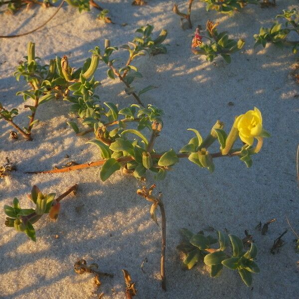 Oenothera humifusa Hábito