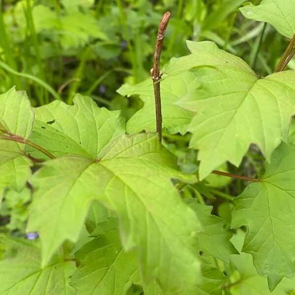 Viburnum sargentii Yaprak