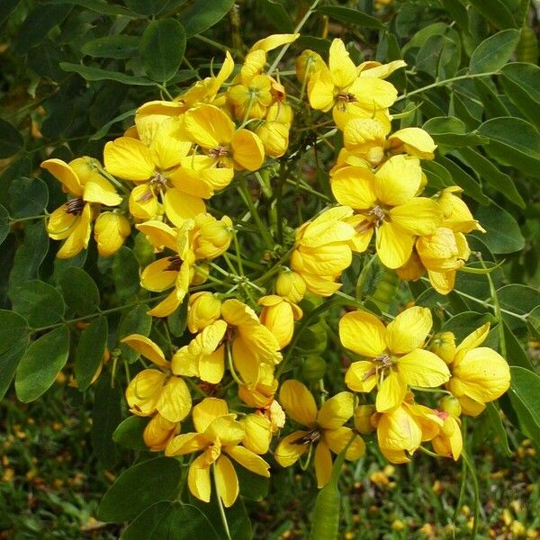 Senna surattensis Blüte