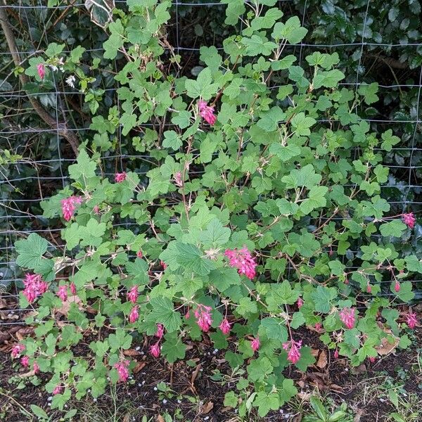 Ribes sanguineum Hàbitat