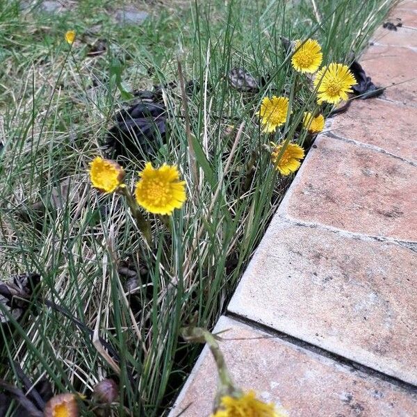 Tussilago farfara Habit