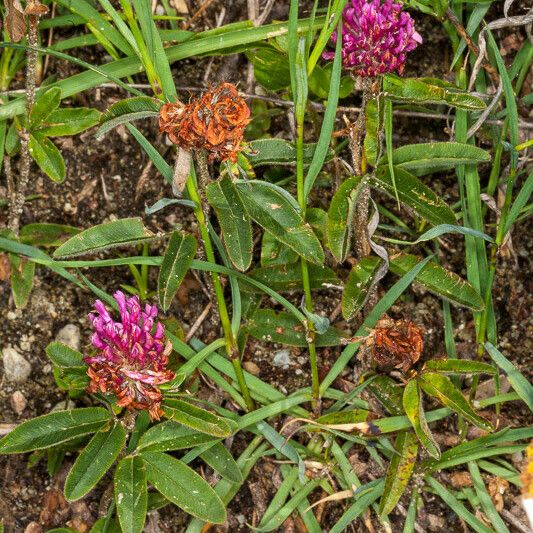 Trifolium alpestre Květ